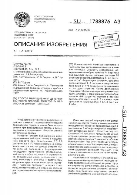 Способ выращивания детерминантного гибрида томатов f @ верлиока в зимних теплицах (патент 1788876)