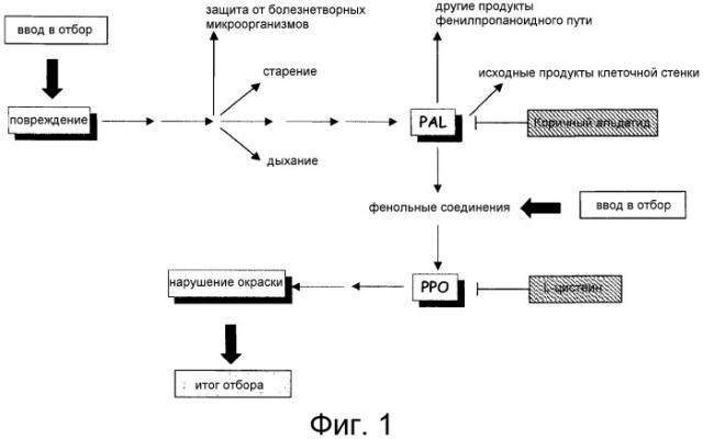 Способ скрининга для отбора растений, обнаруживающих пониженное нарушение окраски поверхности, вызываемое повреждением (патент 2426300)