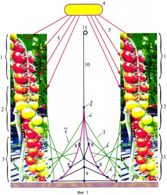 Устройство для межрядкового досвечивания тепличных растений (патент 2629755)