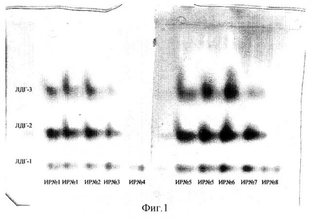Способ определения динамики скрытой активности изоферментов лдг гомогената лейкоцитов (патент 2293332)