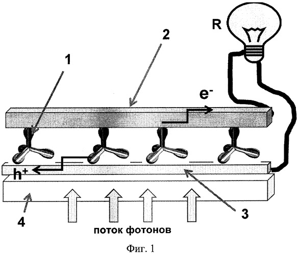 Фотоактивный элемент (патент 2384916)