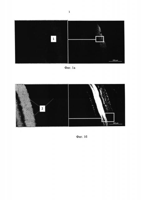 Способ моделирования гипоксического поражения тканей глаза с активацией апоптоза (патент 2614937)