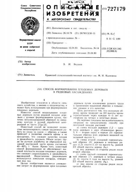 Способ формирования плодовых деревьев в рядковых насаждениях (патент 727179)
