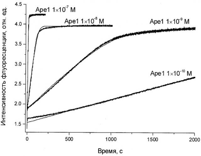 Способ определения активности апурин/апиримидин-эндонуклеазы человека (патент 2389026)