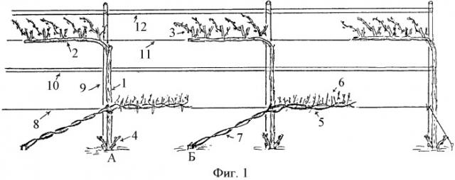 Способ ведения виноградных насаждений (патент 2351118)