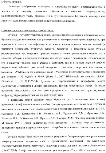 Бактерия - продуцент 1-бутанола и способ получения 1-бутанола (патент 2431672)