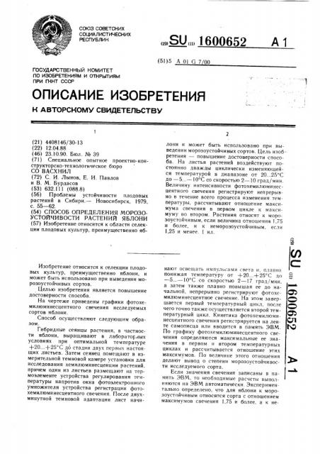 Способ определения морозоустойчивости растений яблони (патент 1600652)