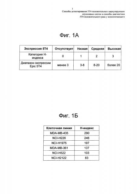 Способы детектирования 5т4-положительных циркулирующих опухолевых клеток и способы диагностики 5т4-положительного рака у млекопитающего (патент 2646498)