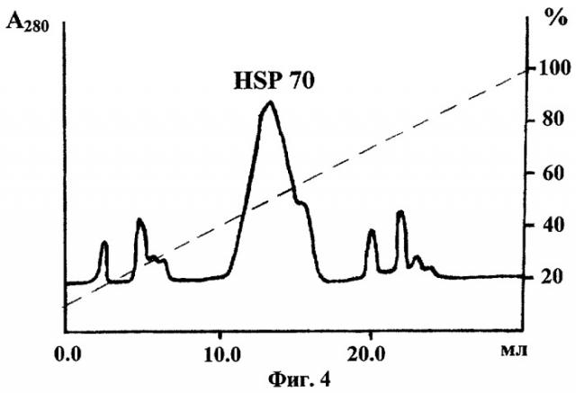 Способ получения препарата белка из семейства стрессовых и препарат белка hsp70, полученный этим способом (патент 2283128)