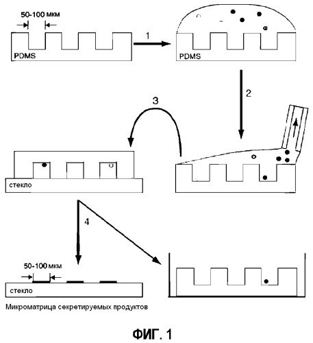 Способ диагностики аллергических реакций (патент 2536291)