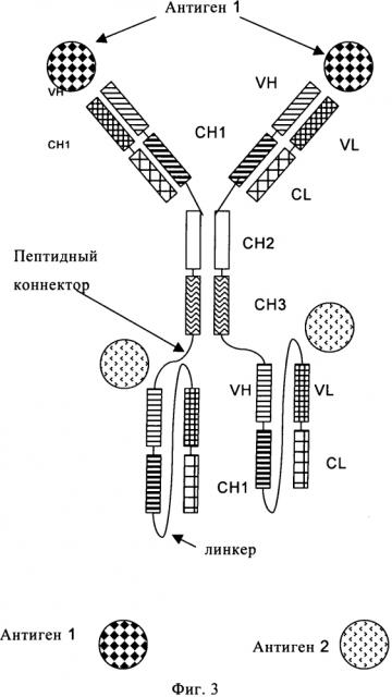 Полиспецифичные антитела, включающие антитела полной длины и одноцепочечные фрагменты fab (патент 2598248)