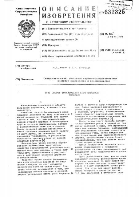 Способ формирования крон плодовых деревьев (патент 632325)