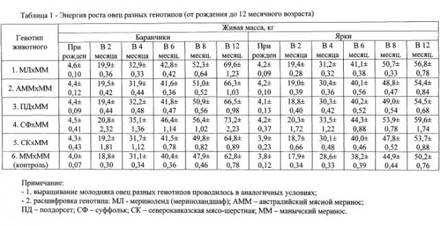 Способ поточного производства молодой баранины (патент 2528865)