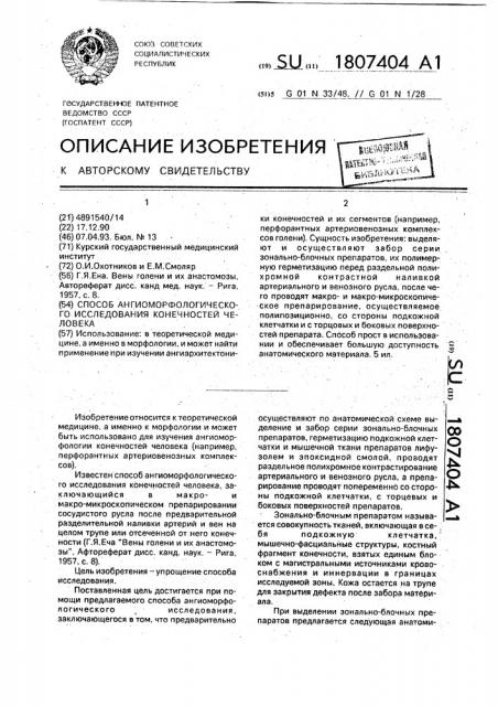 Способ ангиоморфологического исследования конечностей человека (патент 1807404)