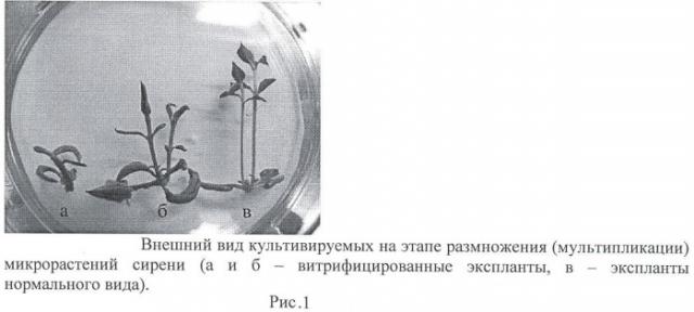 Способ клонального микроразмножения сирени in vitro (патент 2457669)