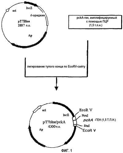 Рекомбинантная плазмида pt7 pcka::loxpcat обеспечивающая синтез l-треонина в клетках escherichia coli, и рекомбинантный штамм escherichia coli ftr2717 (kccm-10475) - продуцент l-треонина (патент 2339699)