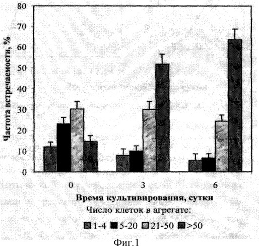 Штамм культивированных клеток растений ajuga reptans l. (патент 2296154)