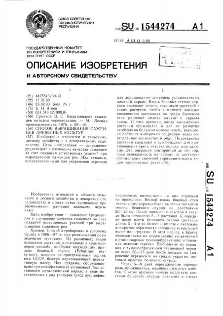 Способ выращивания саженцев древесных культур (патент 1544274)
