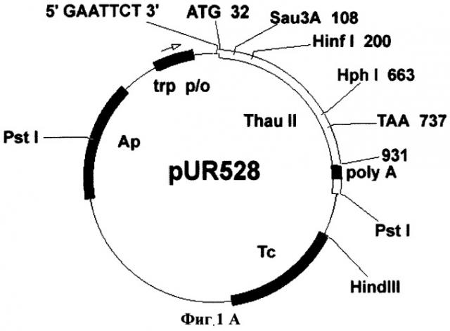 Способ получения трансгенных растений с повышенной устойчивостью к фитопатогенам (патент 2261275)