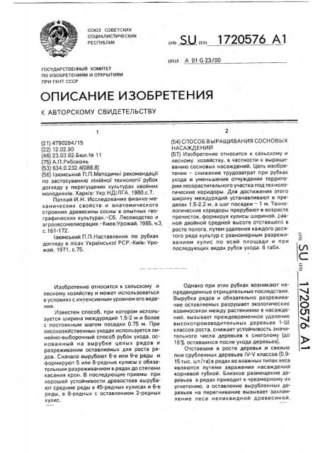 Способ выращивания сосновых насаждений (патент 1720576)
