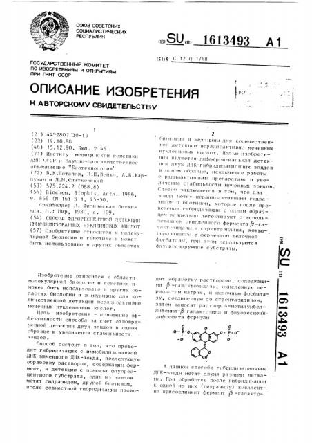 Способ флуоресцентной детекции иммобилизованных нуклеиновых кислот (патент 1613493)