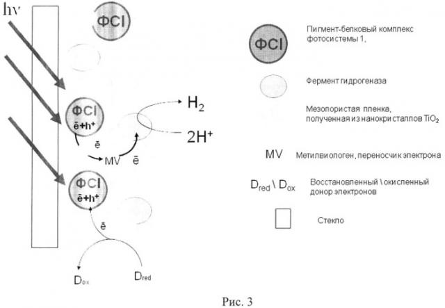 Фотобиокатализатор для образования водорода и фотокаталитический способ получения водорода (патент 2511053)