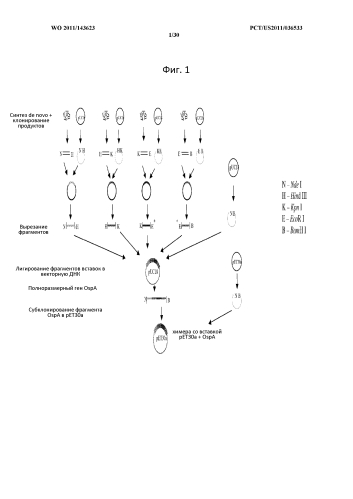 Химерные гены ospa, белки и способы их применения (патент 2583289)