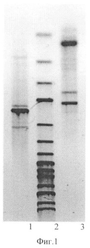 Штамм bacillus species, способный к росту в среде с повышенным содержанием бутанола (патент 2404241)