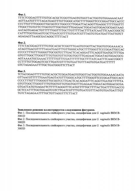 Штаммы gardnerella vaginalis (варианты), потенциально значимые для диагностики бактериального вагиноза, и включающая их коллекция штаммов для диагностики бактериального вагиноза (патент 2636005)