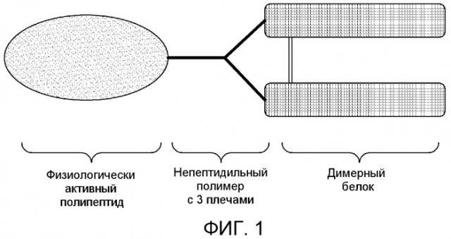 Полипептидный комплекс, содержащий непептидильный полимер, обладающий тремя функциональными концами (патент 2483081)