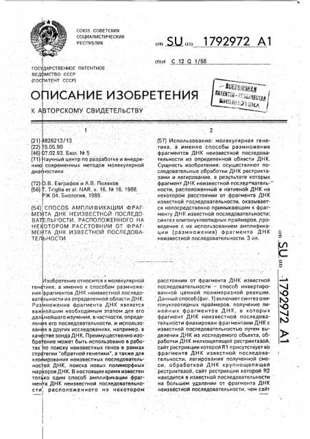 Способ амплификации фрагмента днк неизвестной последовательности, расположенного на некотором расстоянии от фрагмента днк известной последовательности (патент 1792972)