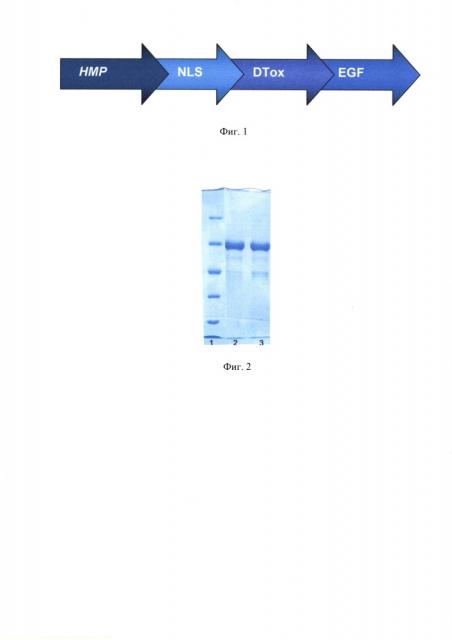 Штамм escherichia coli - продуцент модульного нанотранспортера для доставки фармацевтических агентов в ядра клеток-мишеней (патент 2639501)