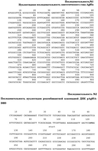 Способ получения иммуногенной композиции на основе гибридного белка ag85a-dbd и декстрана, рекомбинантная плазмида pag85a-dbd, штамм escherichia coli [prep4, pag85a-dbd], химерный белок ag85a-dbd (патент 2520078)