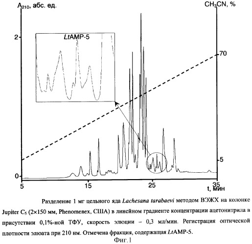 Пептиды латарцины, проявляющие антимикробную активность (патент 2319745)