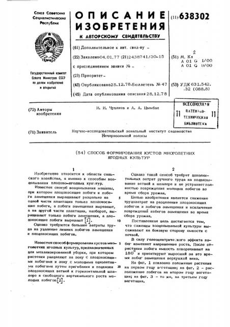 Способ формирования кустов многолетних ягодных культур (патент 638302)