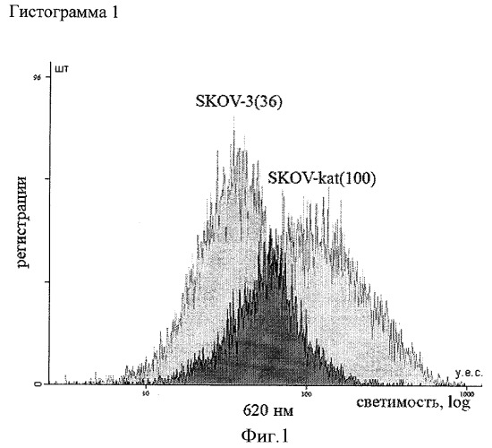 Стабильная клеточная линия аденокарциномы яичника человека skov-kat (патент 2404244)