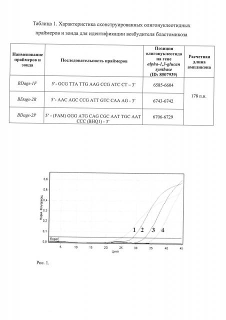 Набор олигонуклеотидных праймеров и флуоресцентно-меченого зонда для идентификации возбудителя бластомикоза blastomyces dermatitidis (патент 2639498)