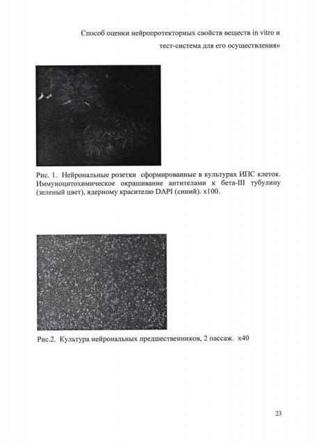 Способ оценки нейропротекторных свойств веществ in vitro и тест-система для его осуществления (патент 2646446)