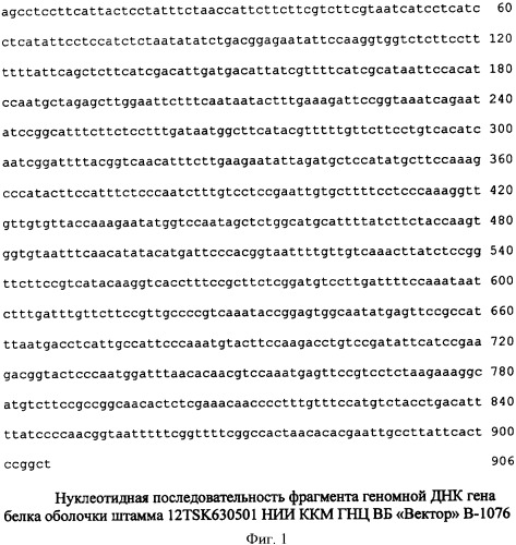 Штамм бактерий fusobacterium necrophorum subspecies necrophorum для изготовления диагностических и профилактических препаратов против некробактериоза животных (патент 2347806)