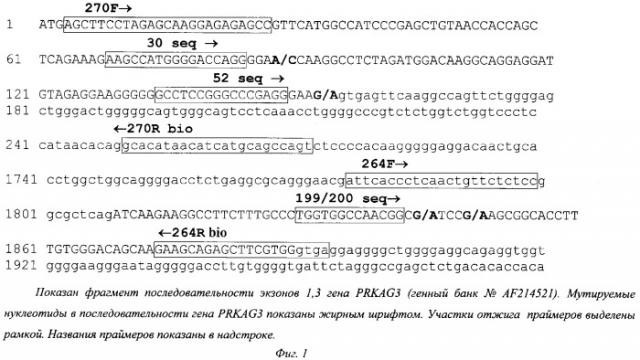 Способ диагностики аллелей t30n, s52g, i199v и r200q гена prkag3 (патент 2328531)