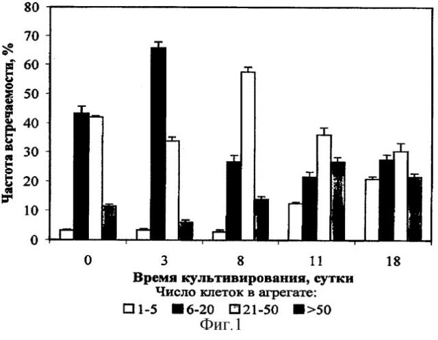 Штамм культивированных клеток растений serratula coronata l. (патент 2296155)