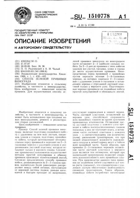 Способ зеленой прививки винограда (патент 1510778)