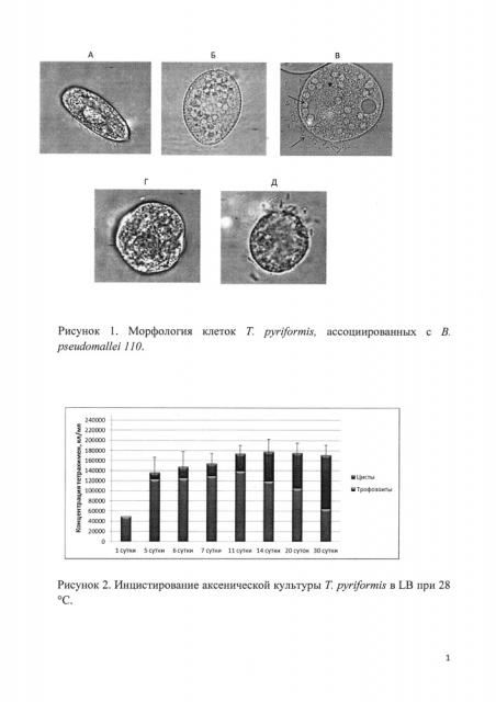 Способ оценки цитотоксичности штаммов возбудителя мелиоидоза burkholderia pseudomallei по их влиянию на цистообразующую активность tetrahymena pyriformis (патент 2623175)