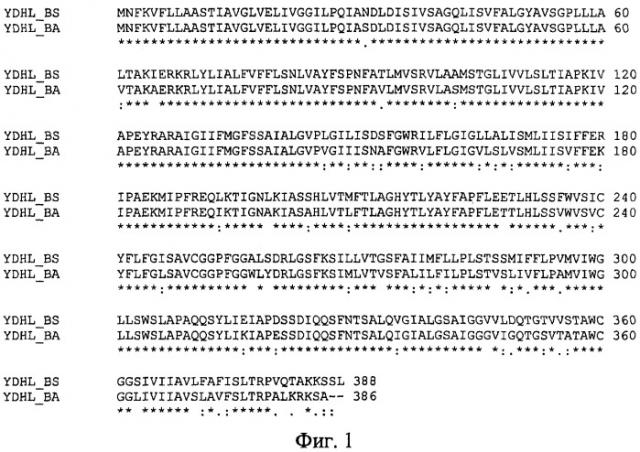 Белок ydhl из bacillus amyloliquefaciens, фрагмент днк, бактерия, принадлежащая к роду escherichia или bacillus, - продуцент пуриновых нуклеозидов, способ получения пуриновых нуклеозидов и нуклеотидов (патент 2294962)