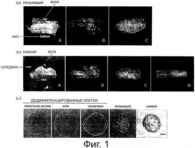Косметическая композиция, содержащая культивированные клетки из камбия или прокамбия тисса(taxus) (патент 2520606)