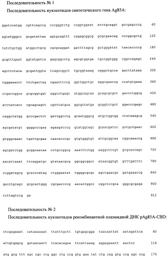 Рекомбинантная плазмида pag85a-cbd, штамм escherichia coli [prep4, pag85a-cbd], химерный белок ag85a-cbd и их применение (патент 2429292)