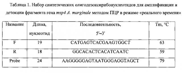 Набор синтетических олигодезоксирибонуклеотидов для детекции гена msp4 риккетсии anaplasma marginale методом полимеразной цепной реакции в режиме 