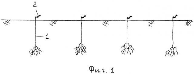 Способ создания виноградных насаждений в укрывной зоне виноградарства (патент 2459407)