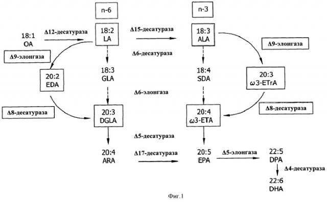 Гены дельта-8-десатуразы, ферменты, кодируемые ими, и их применение (патент 2517615)