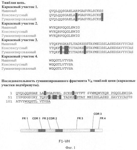 Гуманизированные антитела и fab, связывающиеся с антигеном f1 из yersinia pestis, и способ их получения с использованием дрожжей (патент 2420587)